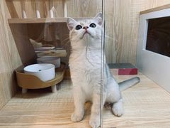 -山宅一喵德文卷毛猫舍