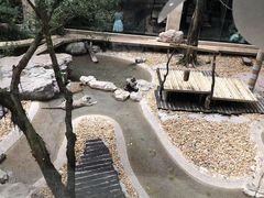 -麒麟中餐厅·经典粤菜·地道菜式老字号(广州长隆酒店)