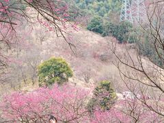 -新建村梅花