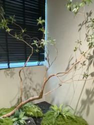 -大树儿童摄影