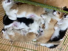 -Let's go狗咖·猫咖·奶狗·桌游(春熙路IFS店)