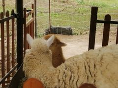 -第五季龙水凤港生态露营农场