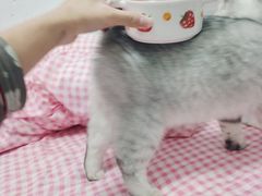 -瑞派康怡24h宠物医院·犬猫医疗中心·微创绝育(瑞景分院)
