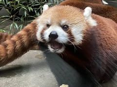 -武汉动物园