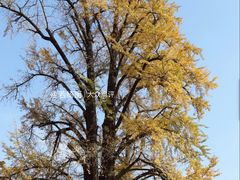 -千年银杏谷文化旅游区