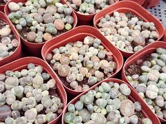 -三圣花乡旅游区