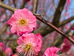 -花开海上生态园