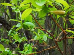 -叠溪松坪沟景区