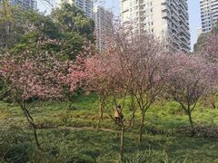 -重庆彩云湖湿地公园