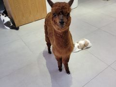 -Heymao猫咖.咖啡厅(东门店)