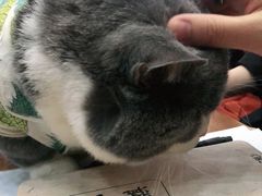 -福尔喵斯探案馆实景搜证·沉浸式剧本杀