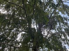 -雅安上里古镇