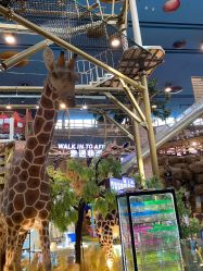 -卡通尼·Safari非洲探索乐园·生日会(金桥国际商业广场店)