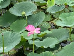 -天津东丽湖风景区
