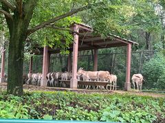 -沈阳森林动物园