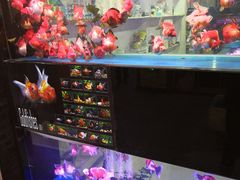 -中环花鸟鱼虫市场