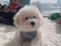 -宠福鑫康馨动物医院·骨科·眼科