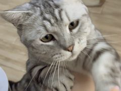 -李小姐の猫咖啡馆(五角场店)