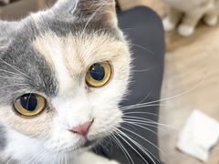 -楼上猫咖(罗湖店)