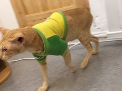 -豆老板的猫咖啡(碑林博物馆店)