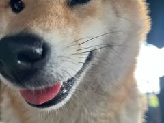 -柴犬高等学院·狗咖·柴犬售卖·宠物训练