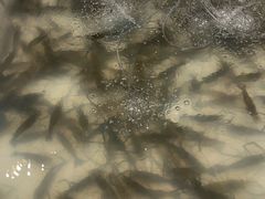 -芭提雅Amporn Seafood自助餐厅
