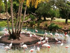 -奥兰多迪士尼动物王国乐园