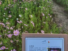 -西京湾花海