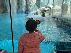 -帝企鹅自助餐厅•儿童岛•真企鹅(长隆企鹅酒店)