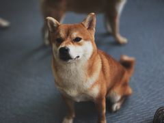 -柴源莊·柴小宠柴犬咖啡