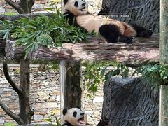 -卧龙中华大熊猫苑神树坪基地