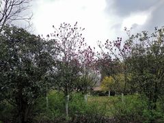 -大蜀山国家森林公园