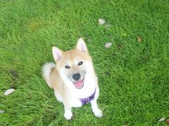 -重庆市江北嘴中央商务区中央公园