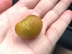 -阿男野栗王(金门路店)