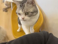 -有喵·猫咖·狗咖·40+猫狗有小奶狗(岗厦店)