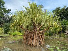 -中国科学院西双版纳热带植物园