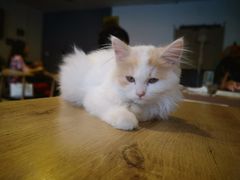 -平行世界·猫咖(首经贸店)
