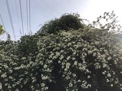 -鹅湖玫瑰文化园
