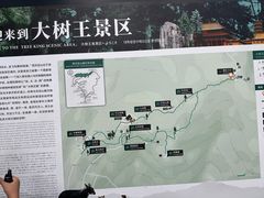 -天目山大树王景区