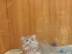 -欣宠猫屋·矮脚拿破仑·蓝金金渐层