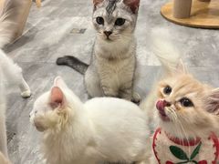 -楼上猫咖(罗湖店)