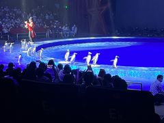 -珠海横琴长隆《卡卡虎奇遇记》