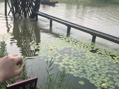 -合肥滨湖国家森林公园