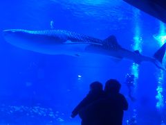 -烟台海昌鲸鲨海洋公园