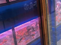 -大自然花鸟鱼虫市场
