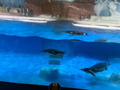 -海合安成都极地海洋公园