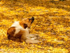 -洛阳白云山景区