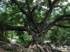 -广州市石门国家森林公园