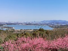-香雪海