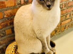 -豆逗聊愈猫阁Easy Life